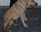 Doação de cachorro adulto macho com pelo curto e de porte grande em Juiz De Fora/MG - 10/01/2017 - 25179