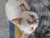 Doação de filhote de gato macho com pelo curto e de porte pequeno em São Paulo/SP - 11/01/2017 - 25196