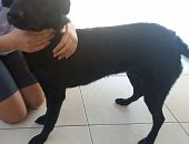 Doação de cachorro adulto fêmea com pelo curto e de porte médio em São José Dos Campos/SP - 12/01/2017 - 25204