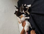 Doação de filhote de gato fêmea com pelo longo e de porte médio em São Paulo/SP - 13/01/2017 - 25210