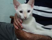Doação de filhote de gato macho com pelo curto e de porte pequeno em São Paulo/SP - 14/01/2017 - 25215