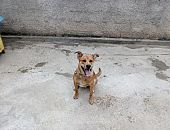 Doação de filhote de cachorro macho com pelo curto e de porte médio em Belo Horizonte/MG - 15/01/2017 - 25223