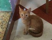 Doação de filhote de gato fêmea com pelo curto e de porte médio em Rio De Janeiro/RJ - 15/01/2017 - 25224