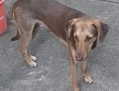 Doação de cachorro adulto macho com pelo curto e de porte grande em Taboão Da Serra/SP - 16/01/2017 - 25237
