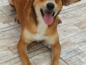Doação de cachorro adulto fêmea com pelo curto e de porte pequeno em Canoas/RS - 17/01/2017 - 25249