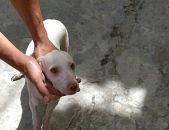 Doação de filhote de cachorro macho com pelo curto e de porte médio em Rio De Janeiro/RJ - 17/01/2017 - 25253