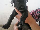 Doação de filhote de cachorro macho com pelo curto e de porte pequeno em São Paulo/SP - 18/01/2017 - 25263