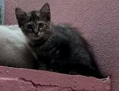 Doação de filhote de gato fêmea com pelo curto e de porte pequeno em São Paulo/SP - 20/01/2017 - 25294