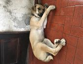 Doação de cachorro adulto macho com pelo curto e de porte médio em Osasco/SP - 21/01/2017 - 25301