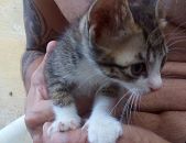 Doação de filhote de gato macho com pelo curto e de porte pequeno em Rio De Janeiro/RJ - 23/01/2017 - 25309