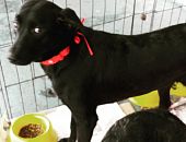 Doação de cachorro adulto fêmea com pelo curto e de porte médio em São Paulo/SP - 23/01/2017 - 25316