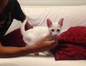 Doação de filhote de gato macho com pelo curto e de porte pequeno em São Paulo/SP - 24/01/2017 - 25330