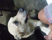 Doação de cachorro adulto macho com pelo curto e de porte médio em Recife/PE - 27/01/2017 - 25371