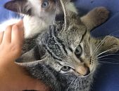 Doação de filhote de gato macho com pelo longo e de porte pequeno em São Paulo/SP - 28/01/2017 - 25375