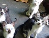 Doação de filhote de gato macho com pelo curto e de porte pequeno em Niterói/RJ - 30/01/2017 - 25393