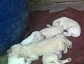 Doação de filhote de cachorro fêmea com pelo curto e de porte pequeno em Itaquaquecetuba/SP - 31/01/2017 - 25407
