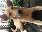Doação de filhote de cachorro macho com pelo curto e de porte médio em Santo André/SP - 02/02/2017 - 25436