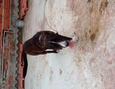 Doação de filhote de cachorro macho com pelo curto e de porte pequeno em Itapecerica Da Serra/SP - 04/02/2017 - 25449