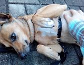 Doação de cachorro adulto fêmea com pelo curto e de porte pequeno em São Paulo/SP - 05/02/2017 - 25455