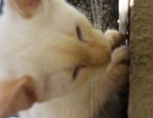 Doação de filhote de gato macho com pelo curto e de porte pequeno em Osasco/SP - 09/02/2017 - 25500