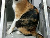 Doação de gato adulto fêmea com pelo curto e de porte pequeno em Taboão Da Serra/SP - 13/02/2017 - 25516