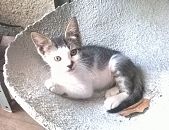 Doação de filhote de gato fêmea com pelo curto e de porte pequeno em Rio De Janeiro/RJ - 13/02/2017 - 25521