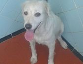 Doação de cachorro adulto fêmea com pelo curto e de porte médio em Rio De Janeiro/RJ - 18/02/2017 - 25566