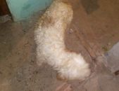 Doação de cachorro adulto macho com pelo curto e de porte médio em Canoas/RS - 23/02/2017 - 25612