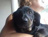 Doação de filhote de cachorro macho com pelo curto e de porte pequeno em São Paulo/SP - 24/02/2017 - 25618