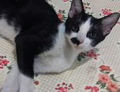 Doação de filhote de gato macho com pelo curto e de porte pequeno em São Paulo/SP - 24/02/2017 - 25619