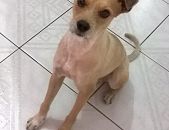 Doação de cachorro adulto macho com pelo curto e de porte pequeno em Guarulhos/SP - 26/02/2017 - 25634