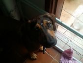 Doação de filhote de cachorro fêmea com pelo curto e de porte médio em São Paulo/SP - 27/02/2017 - 25635
