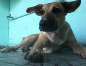 Doação de filhote de cachorro macho com pelo curto e de porte médio em Taboão Da Serra/SP - 28/02/2017 - 25645