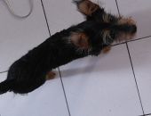 Doação de filhote de cachorro macho com pelo longo e de porte pequeno em São Paulo/SP - 28/02/2017 - 25650