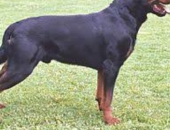 Doação de cachorro adulto macho com pelo longo e de porte grande em São Paulo/SP - 01/03/2017 - 25653