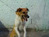 Doação de cachorro adulto macho com pelo curto e de porte médio em Itaboraí/RJ - 02/03/2017 - 25664