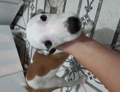 Doação de filhote de cachorro macho com pelo curto e de porte pequeno em São Paulo/SP - 05/03/2017 - 25678