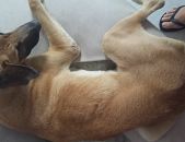 Doação de cachorro adulto macho com pelo curto e de porte grande em São Paulo/SP - 06/03/2017 - 25691
