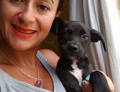Doação de filhote de cachorro fêmea com pelo curto e de porte pequeno em Mauá/SP - 08/03/2017 - 25710