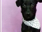 Doação de filhote de cachorro macho com pelo curto e de porte pequeno em São Bernardo Do Campo/SP - 10/03/2017 - 25724