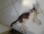 Doação de gato adulto macho com pelo curto e de porte médio em Rio De Janeiro/RJ - 11/03/2017 - 25734