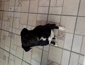 Doação de cachorro adulto macho com pelo curto e de porte grande em Mairiporã/SP - 18/03/2017 - 25780