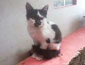 Doação de filhote de gato fêmea com pelo curto e de porte pequeno em Caieiras/SP - 20/03/2017 - 25795