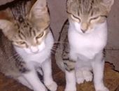 Doação de filhote de gato fêmea com pelo curto e de porte pequeno em Carapicuíba/SP - 22/03/2017 - 25812