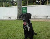 Doação de cachorro adulto macho com pelo curto e de porte médio em Belo Horizonte/MG - 22/03/2017 - 25813
