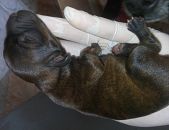 Doação de filhote de cachorro fêmea com pelo curto e de porte pequeno em Osasco/SP - 24/03/2017 - 25839