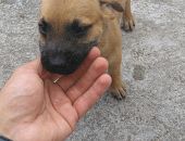Doação de filhote de cachorro fêmea com pelo longo e de porte grande em Santo Amaro/BA - 24/03/2017 - 25842