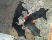 Doação de filhote de cachorro macho com pelo curto e de porte pequeno em São Paulo/SP - 25/03/2017 - 25847