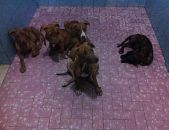 Doação de filhote de cachorro fêmea com pelo curto e de porte grande em Rio De Janeiro/RJ - 01/04/2017 - 25901