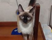 Doação de filhote de gato macho com pelo curto e de porte pequeno em São Paulo/SP - 02/04/2017 - 25910